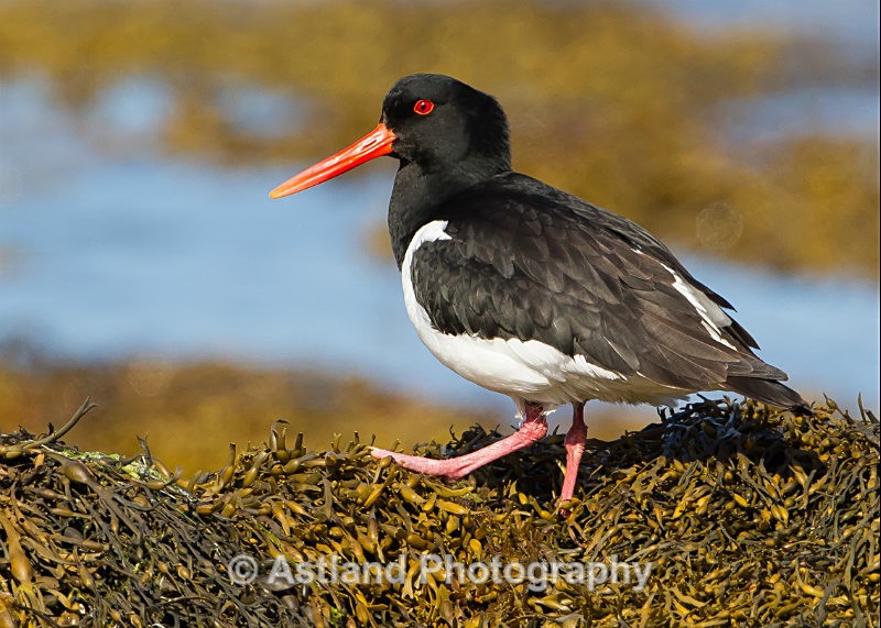 Astland Photography, Bird and Wildlife Images, Susan and Peter Wilson, U.K.
