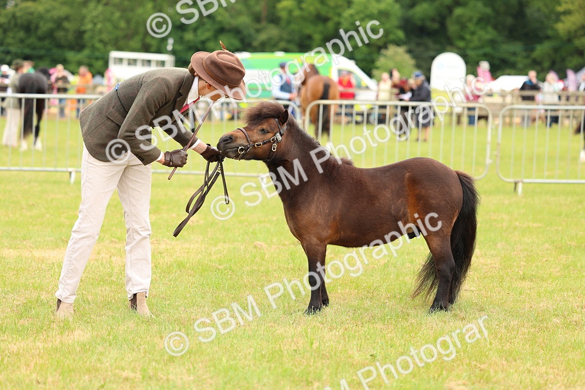 SBM_04465 - Class 64-67 - Shetland Pony In Hand