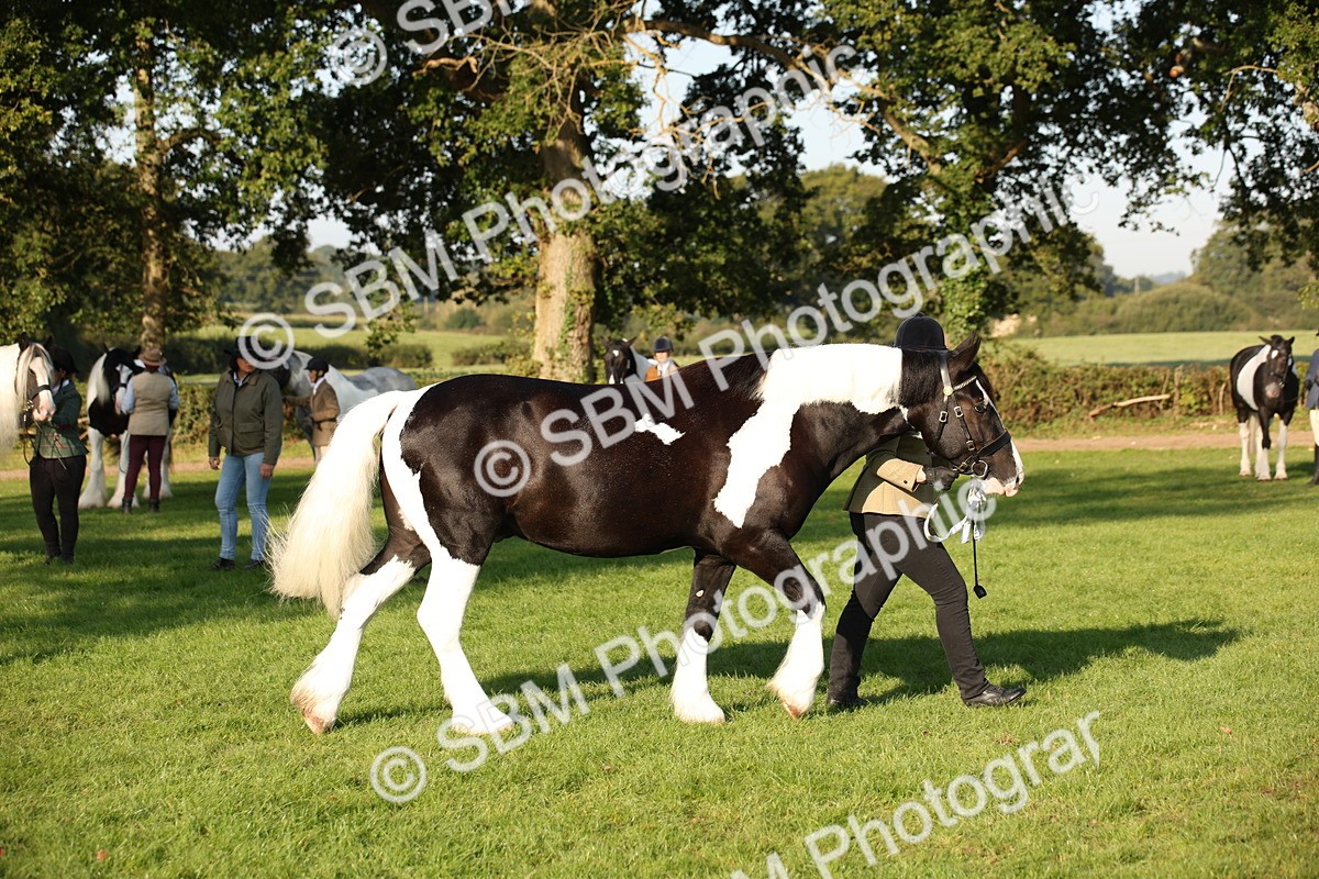 SBM_58721 - S51 - Piebald & Skewbald Horse In Hand