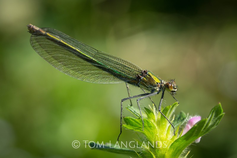 Banded Demoiselle - Macro