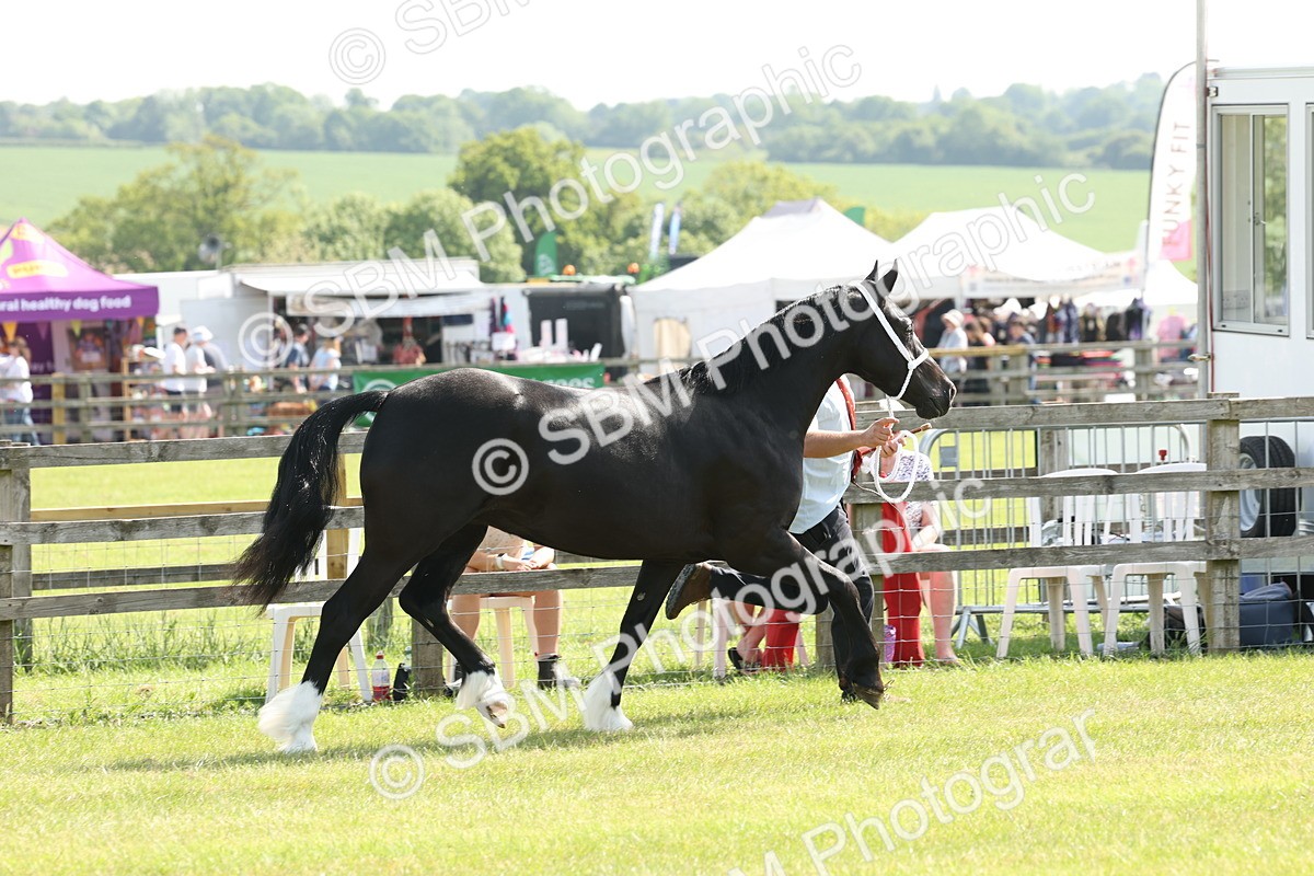SBM_02231 - Class 6-13 - Mountatin and Moorland In Hand Welsh Breeds