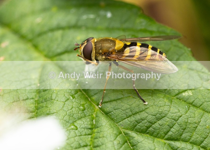 20160726-3K8A5978 - Insects