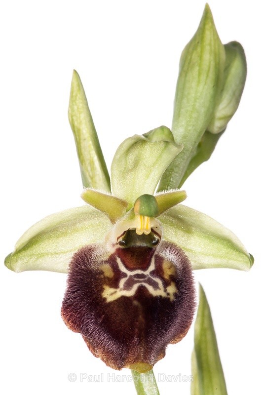  - WB: Orchids - Ophrys
