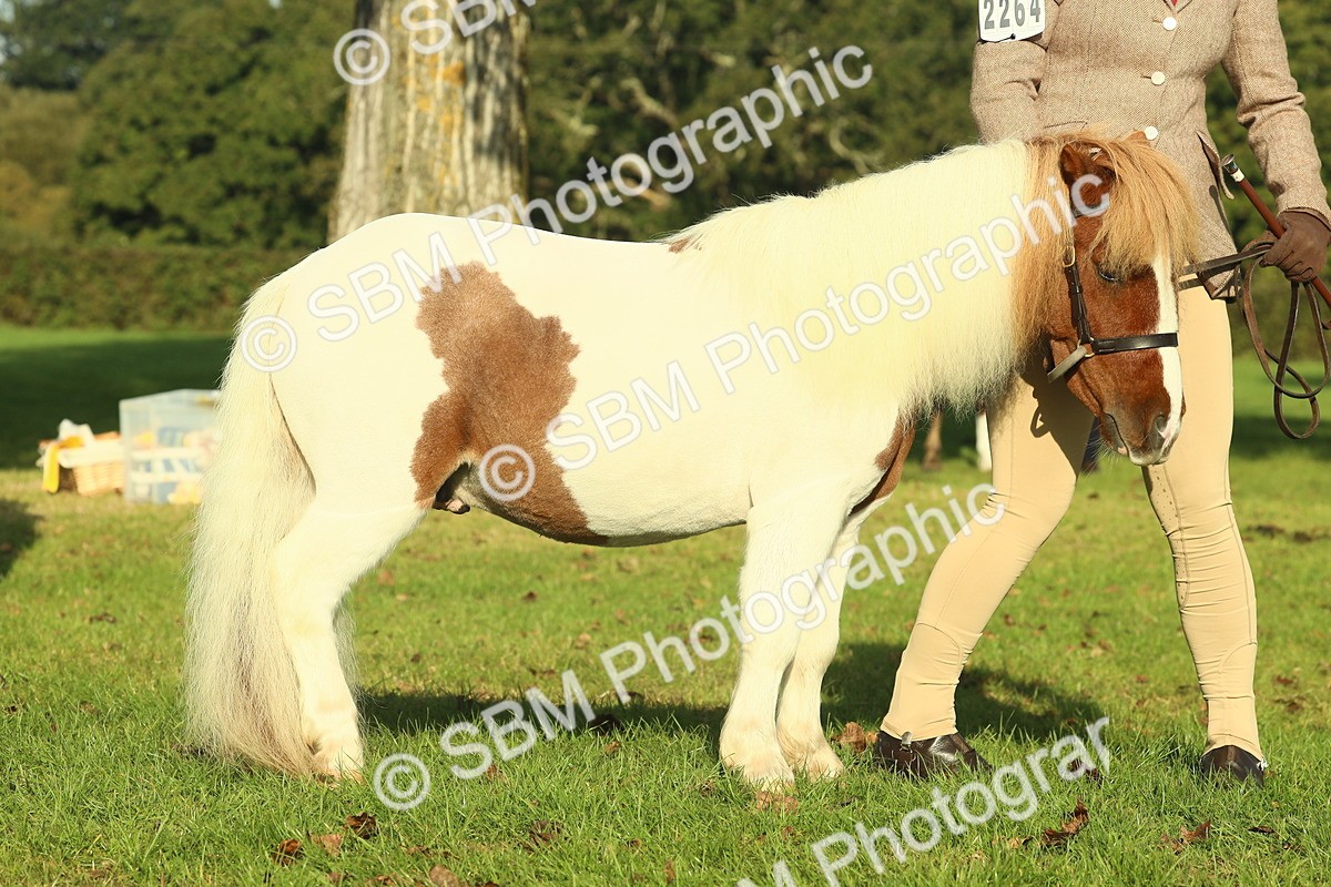 SBM_58579 - S37 - Starters In Hand Showing