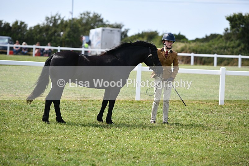 DSC_8288 - Class 68: Part Bred In Hand M & M
