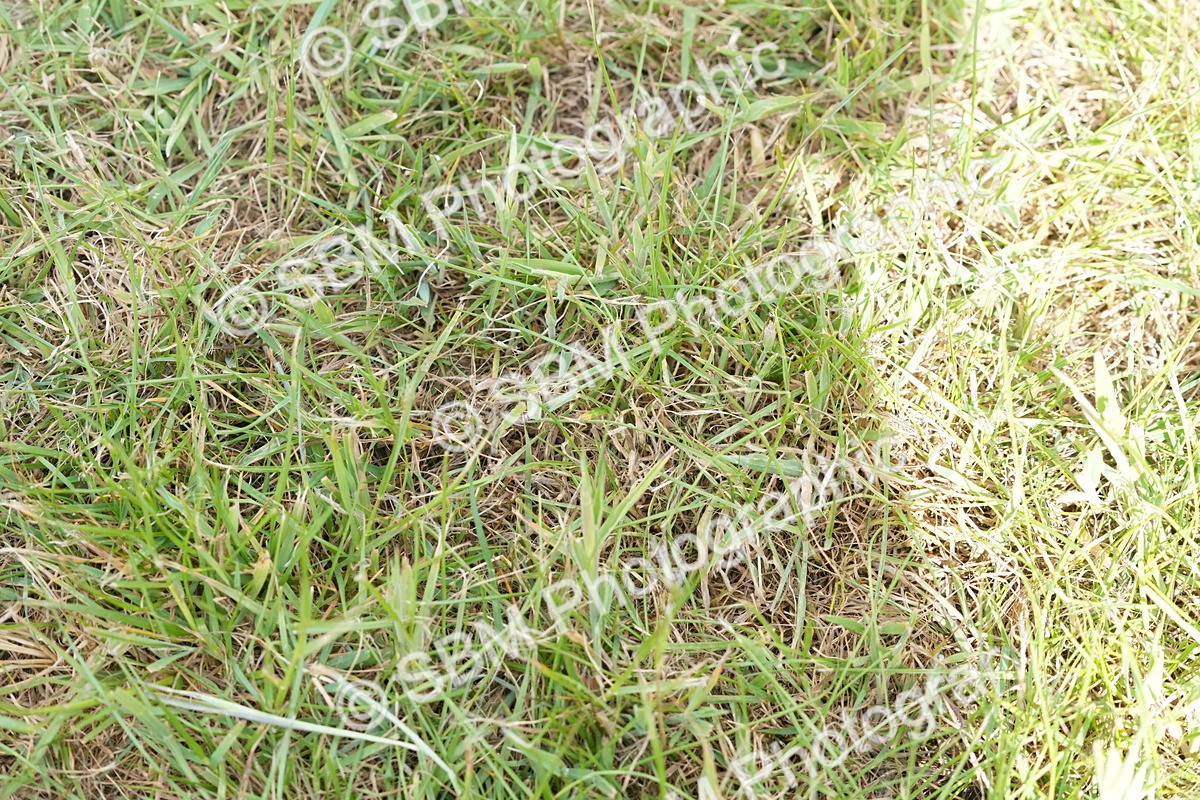 SBM_17621 - Class 107-108 - LIHS BSPS Performance Coloured Horse Pony