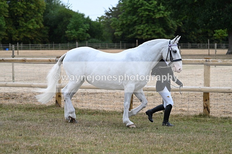 WJ7_8878 - Class 4a Prettiest Mare 14.2hh and over