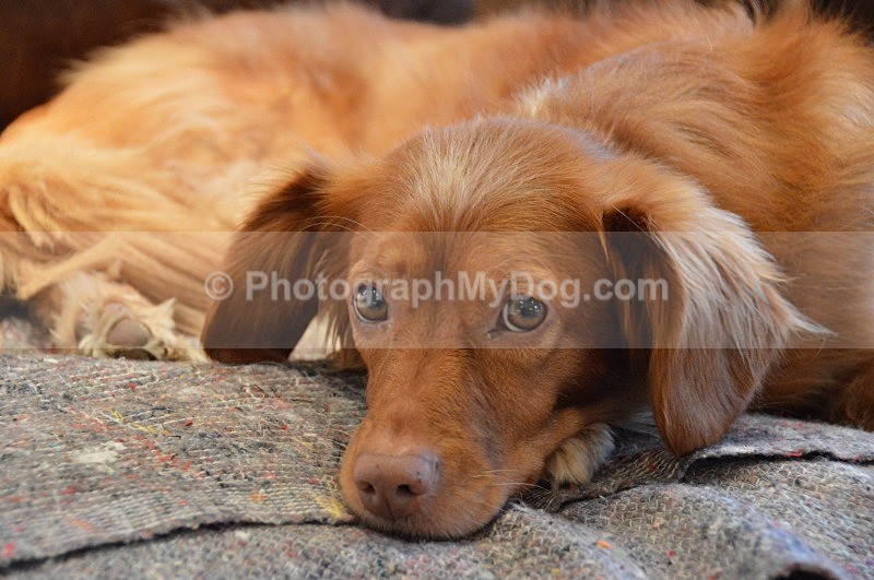  - Nova Scotia Duck Tolling Retrievers