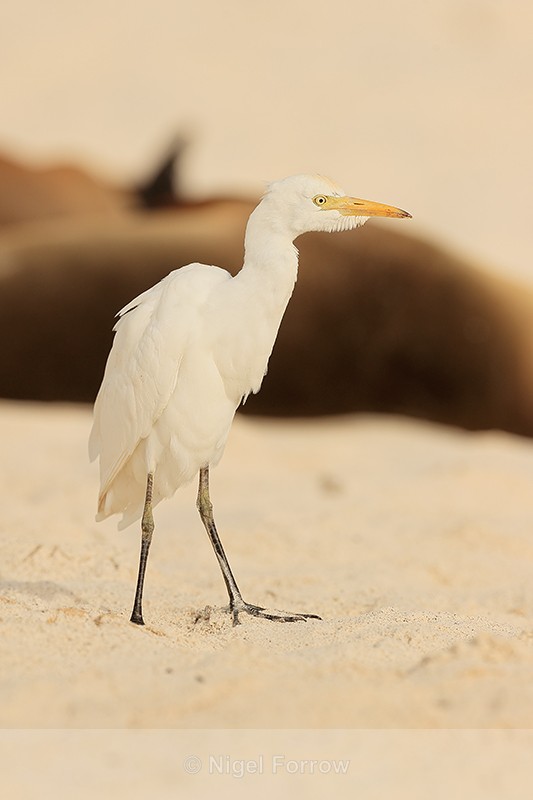 Cattle Egret standing on beach, Espanola, Galapagos - Cattle Egret