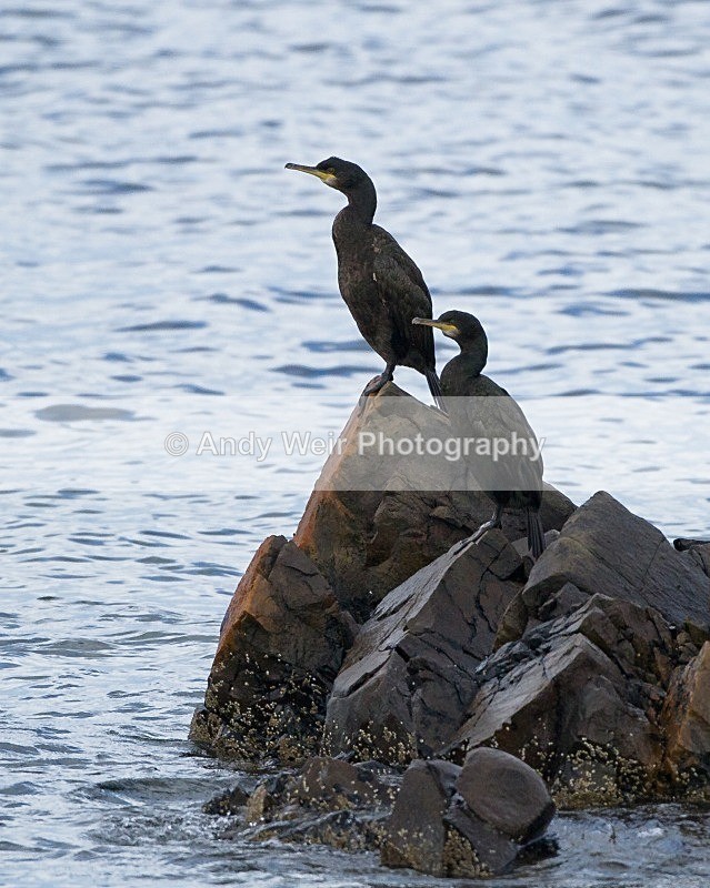 20110927-_MG_7122 - Cormorants & Shags