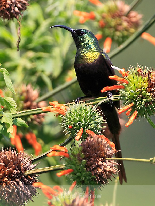 Bronze Sunbird (male) perched among some flowers - Bronze Sunbird