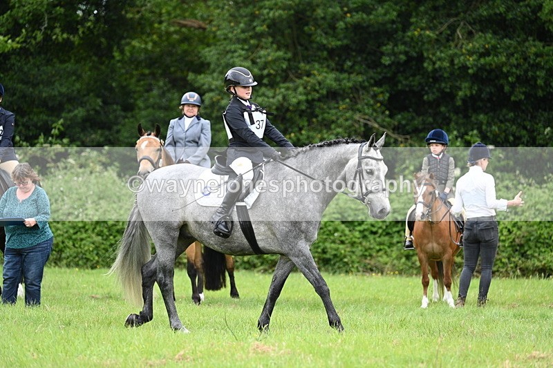 WJ7_3958 - Class 14A Handsome Gelding