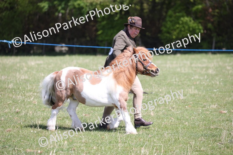 20250427-2962 - Class 27 - Coloured Horse and Pony