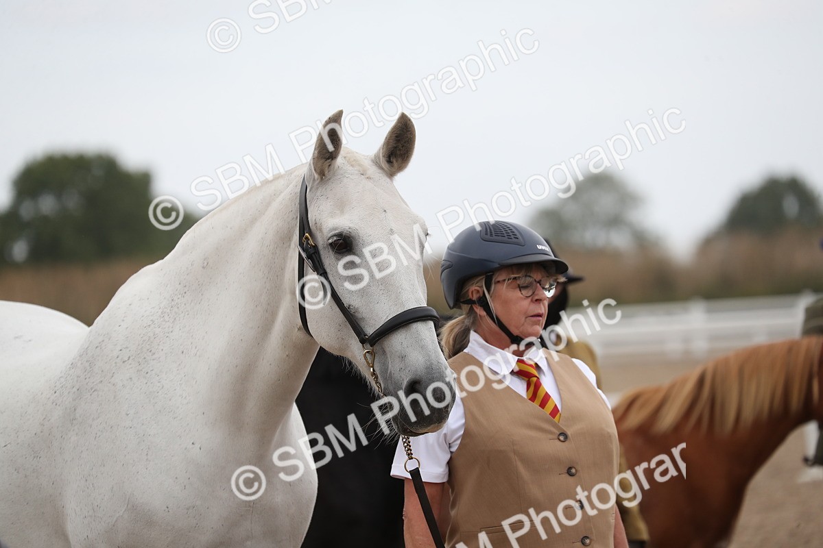 SBM_17977 - Class 317 IH Pure bred Horse/Pony