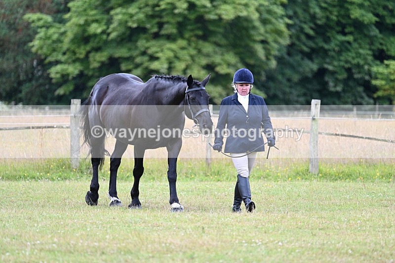 WJ7_6994 - Class 5a Most Handsome Gelding in Hand