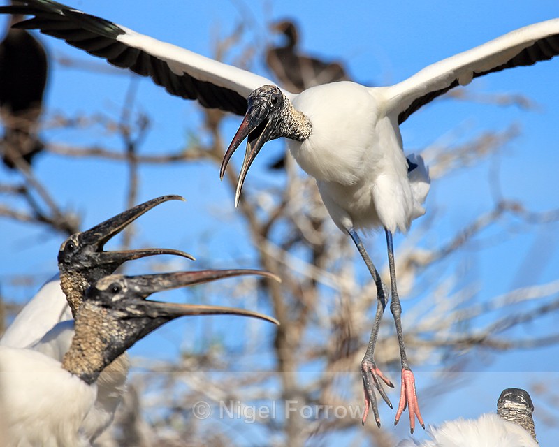 Wood Stork landing at colony, Wakodahatchee Wetlands, Florida - Wood Stork