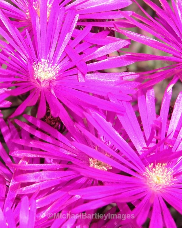 Close up of pink flowers