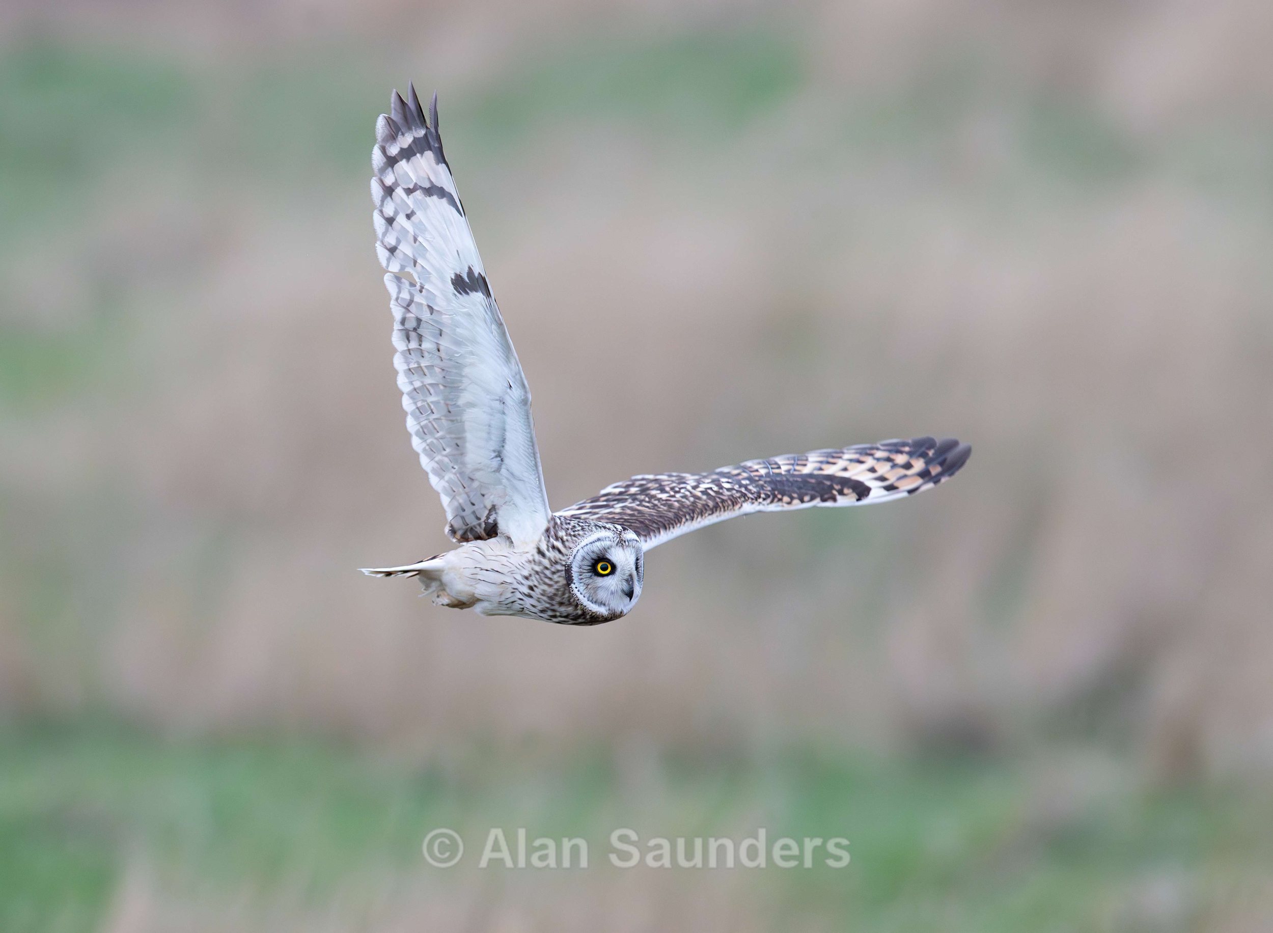 Short Eared Owl