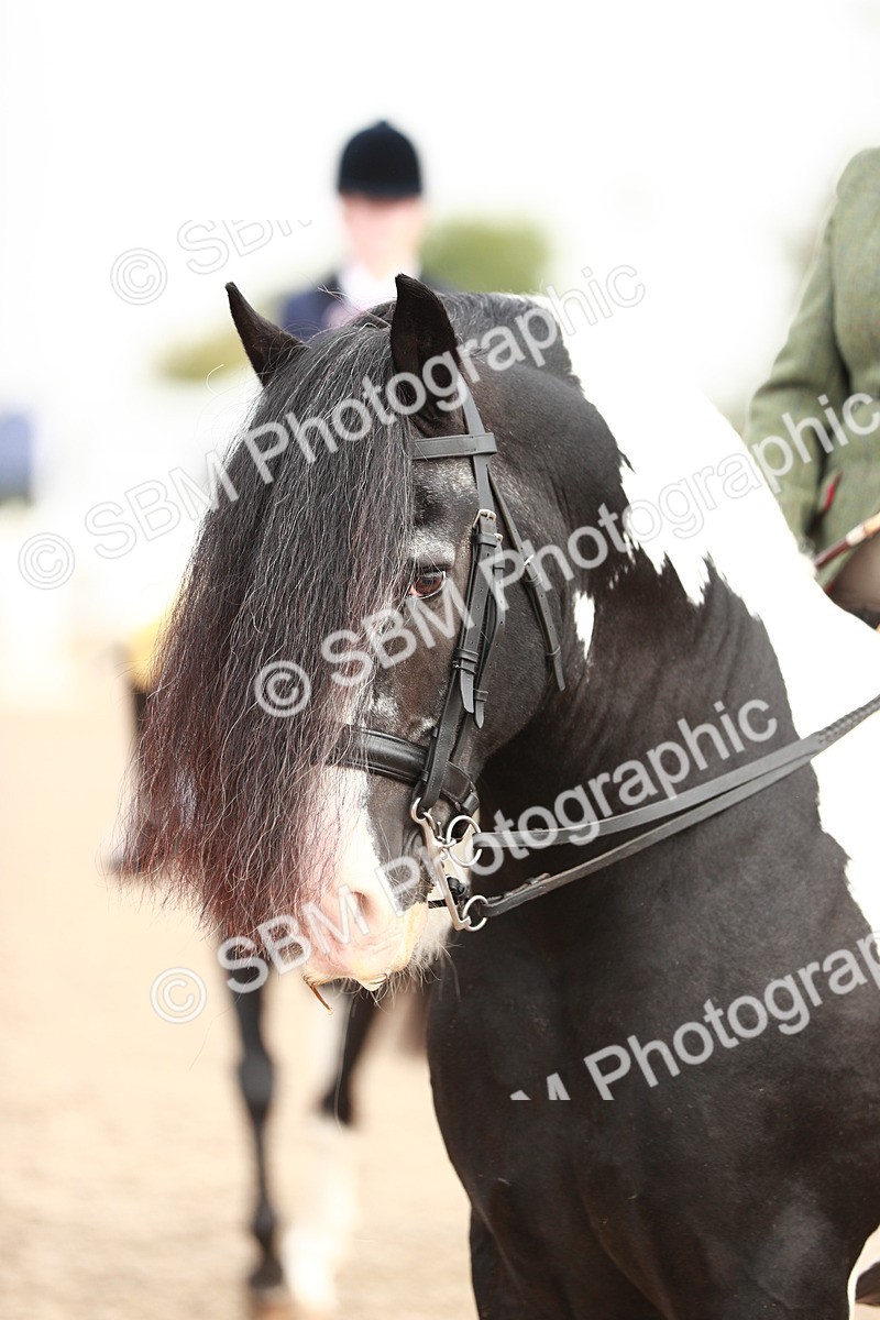 SBM_09429 - Class 202 Best Turned Out Ridden