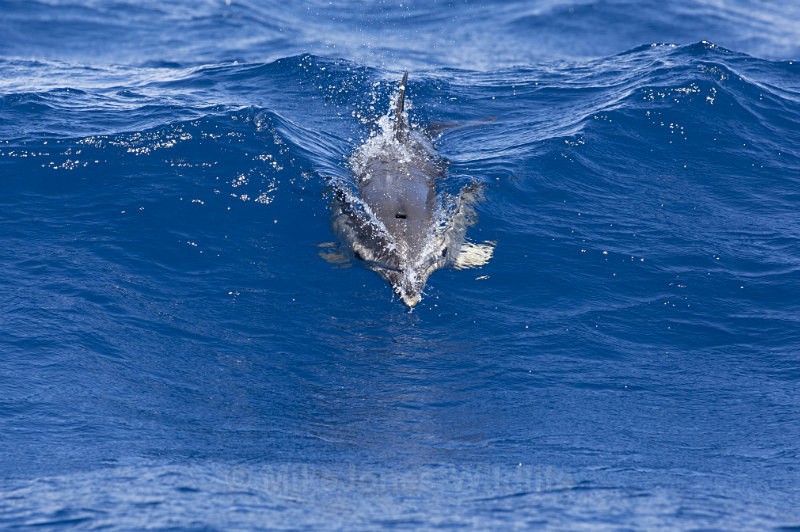 Common Dolphin, Pico Island, Azores. ref cd pico 2 - WHALES & DOLPHINS ( PICO, AZORES MAY 2013 & 2014 )