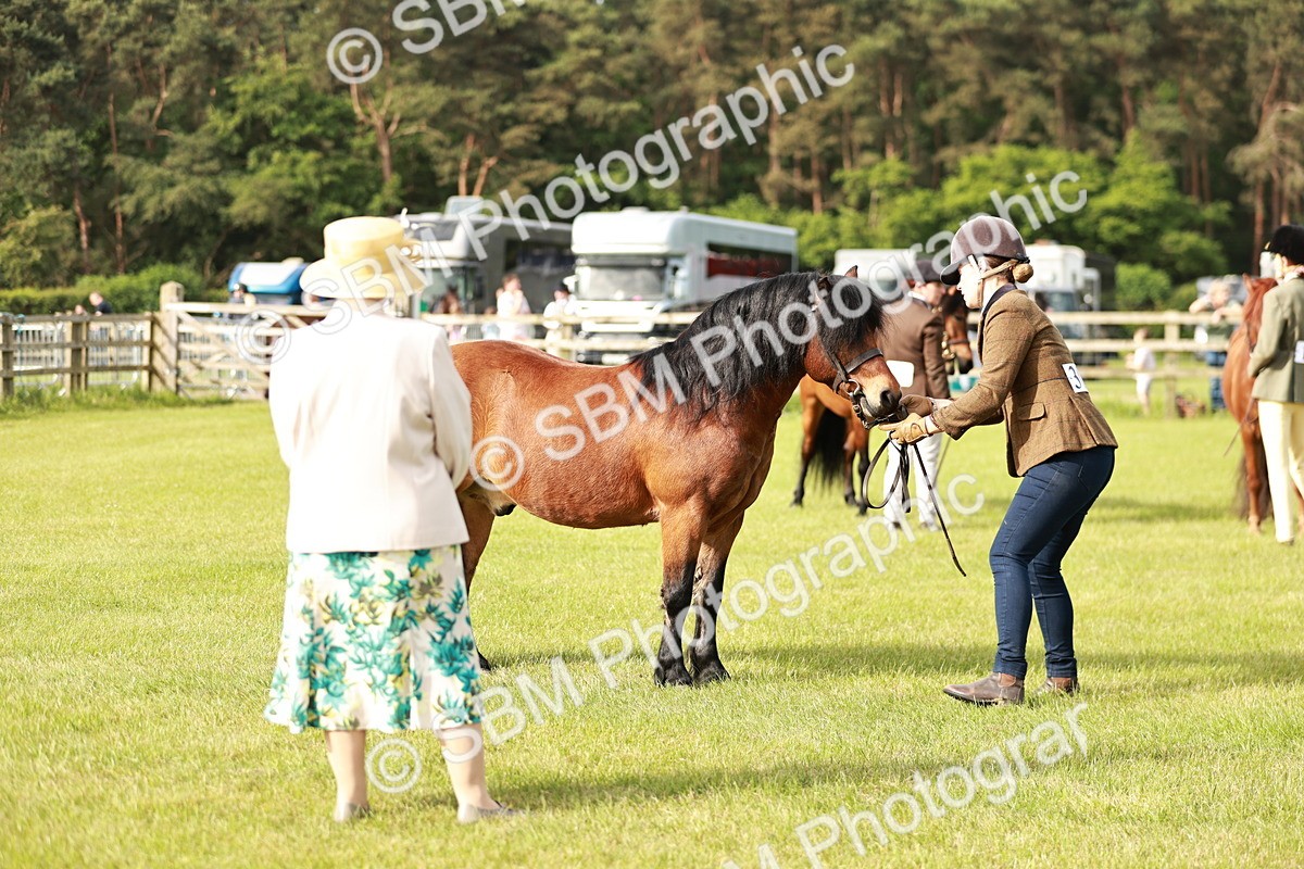 SBM_00508 - Class 14-23 - Mountain & Moorland In Hand Non Welsh