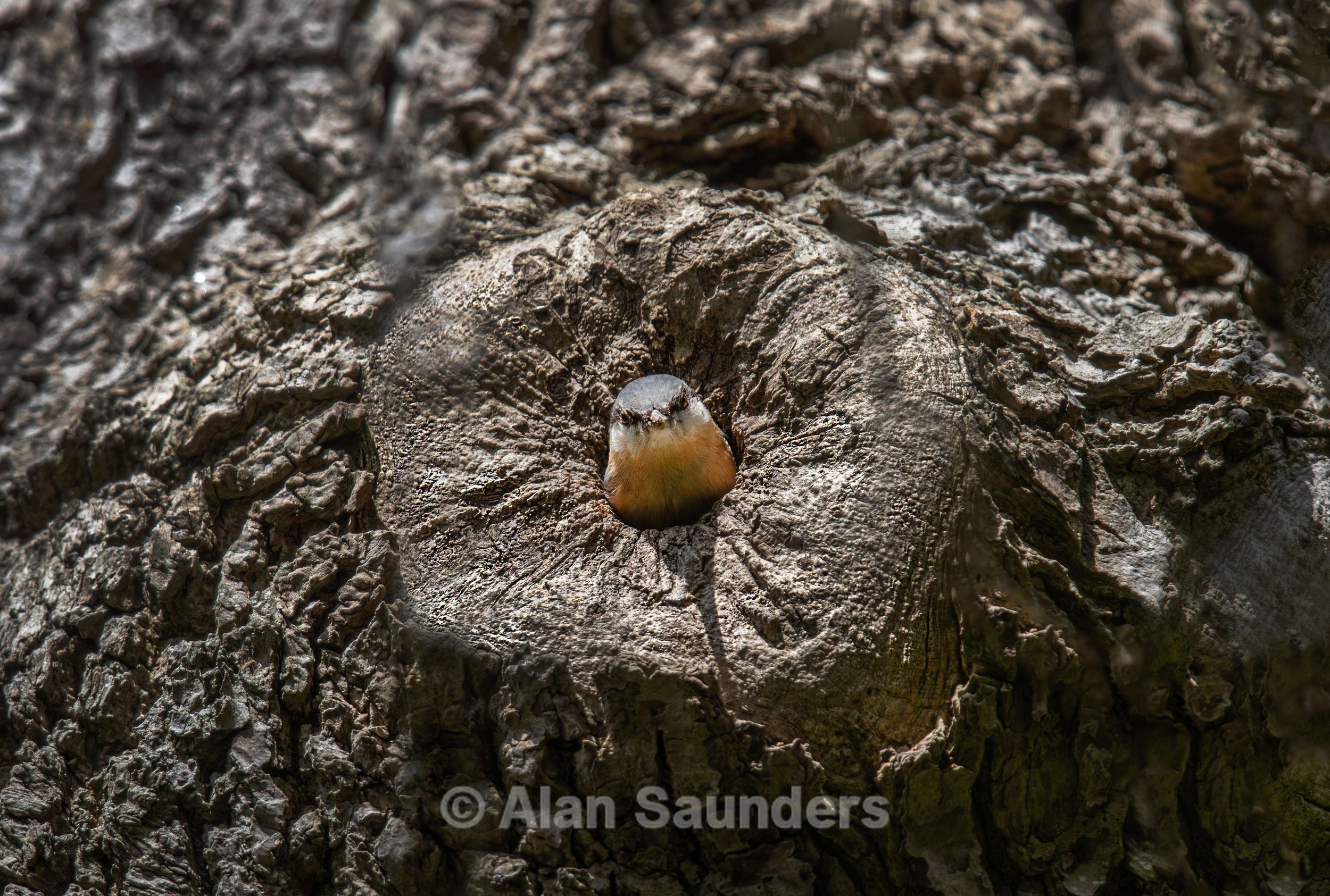 Nuthatch 2