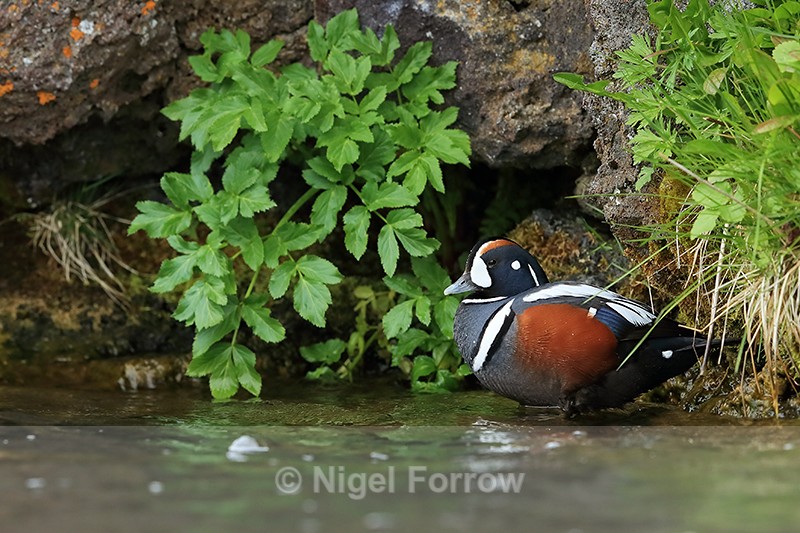 Harlequin Duck (male) resting, Iceland - Harlequin Duck