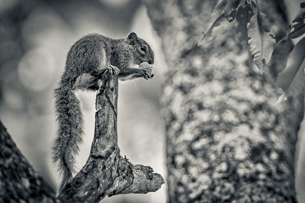 Ochre Bush Squirrel, Kenya Tree Squirrel, Mathews Range, Kenya