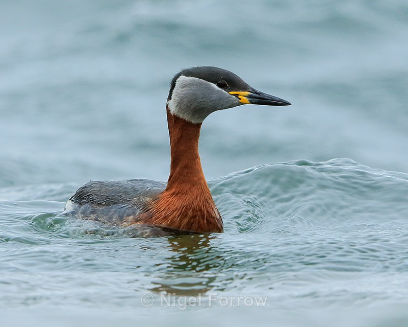 Red-necked Grebe, Farmoor Reservoir - Red-necked Grebe
