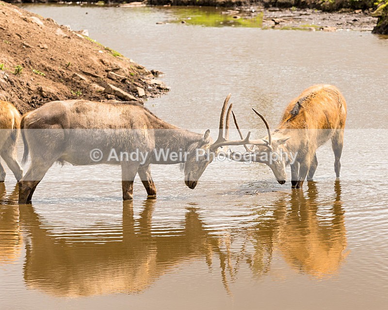 20150725-8E0A0237-3580 - Captive Animals