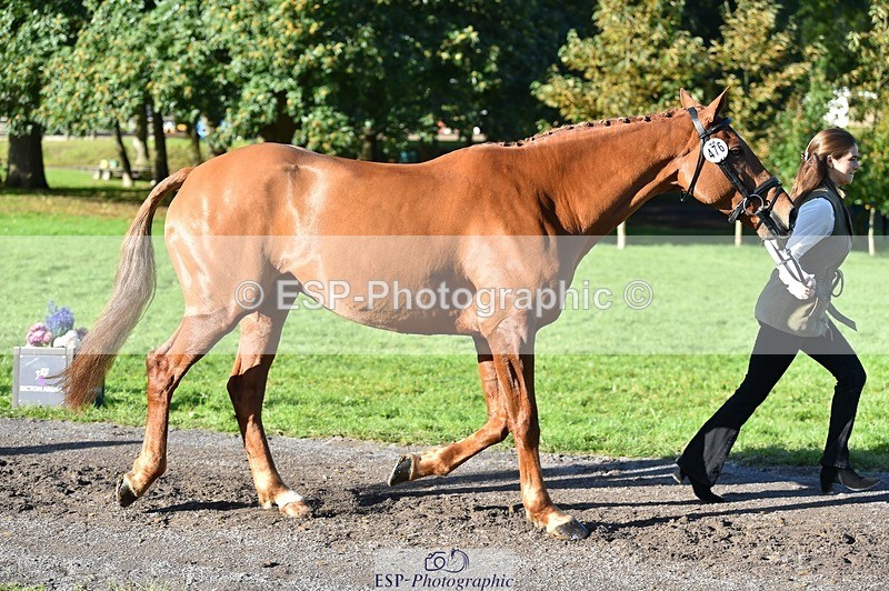 231022-103712-22617 - 476-MONARTS.MASTERCLASS-Laura.Bostock-TrotUp+SJ