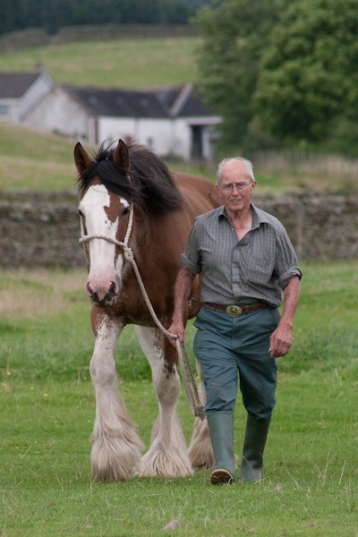 14 - Clydesdales