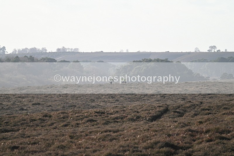 WJ7_7845 - Line 3 (no line 4 or 5)