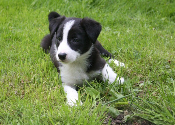 10 Seven weeks old - SASHA