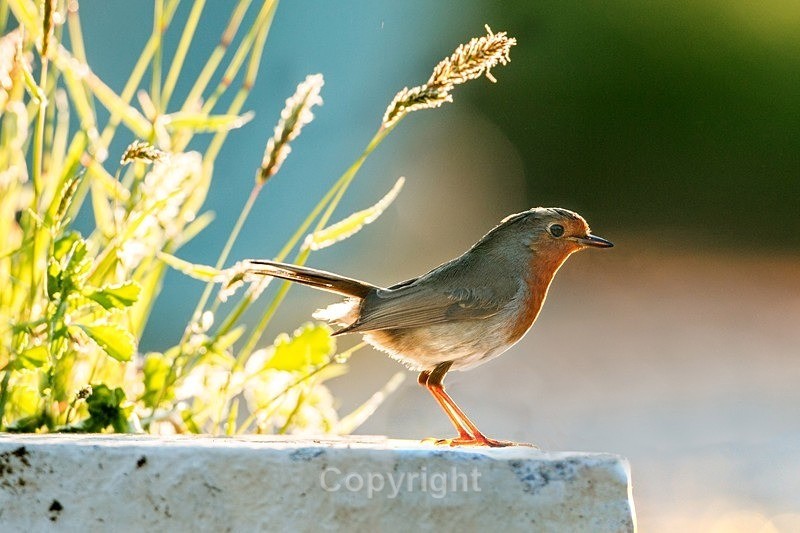  - Birds
