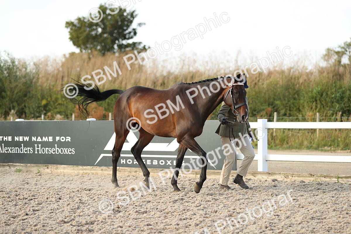 SBM_08721 - Class 28 - IH Veteran Horse