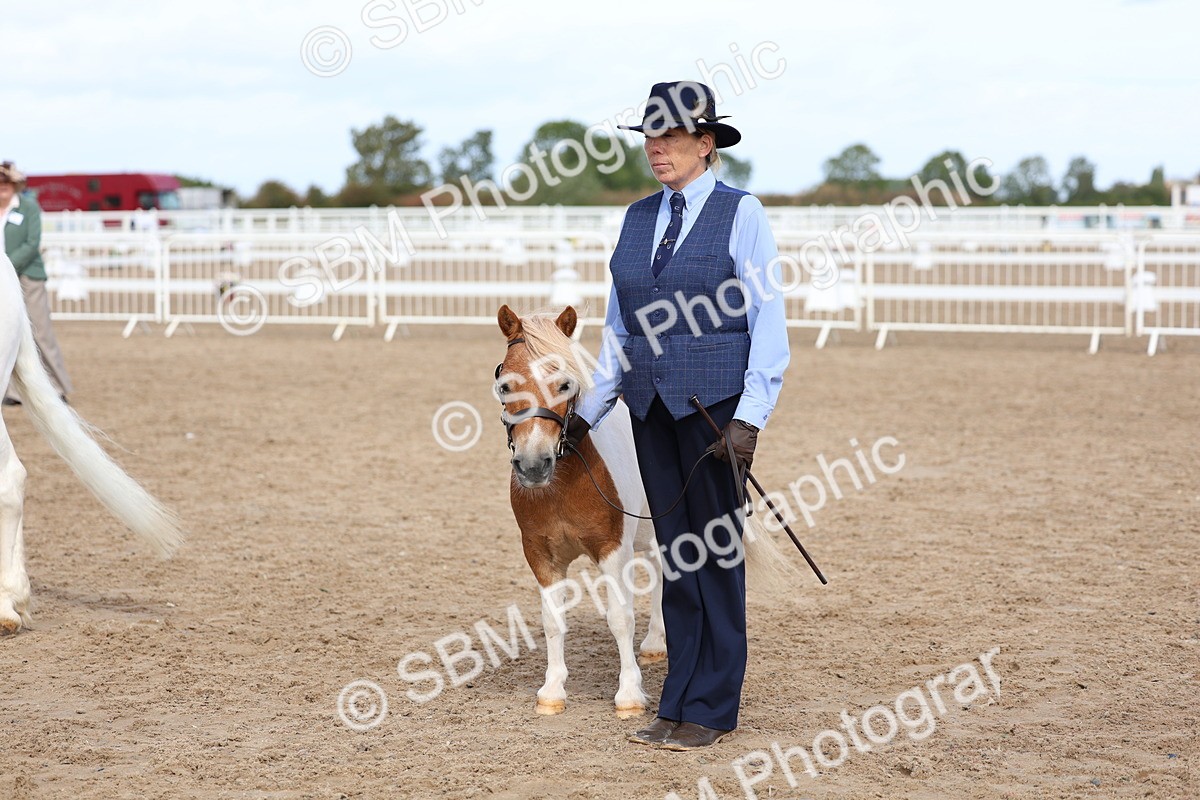 SBM_02393 - Class 19 - Horse or Pony Judge would most like to take home