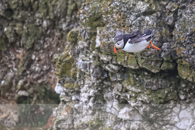 Atlantic Puffin stationary in flight, in strong breeze, Bempton Cliffs - Puffin