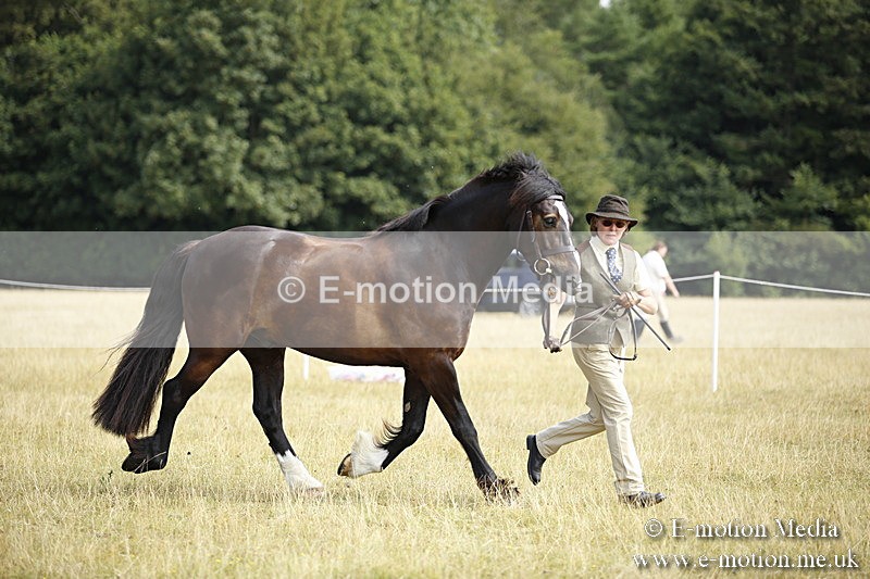 _C7A9655 - BVRC Sow 2018 Ring 2