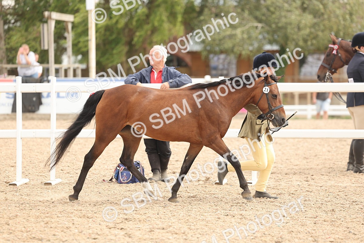 SBM_16972 - Class 312 - IH Competition Horse-Pony