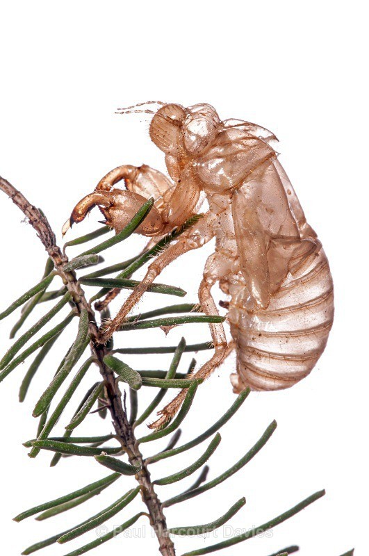 Exoskeleton of Cicada (Cicada orni) MYN - Small Creatures - WB