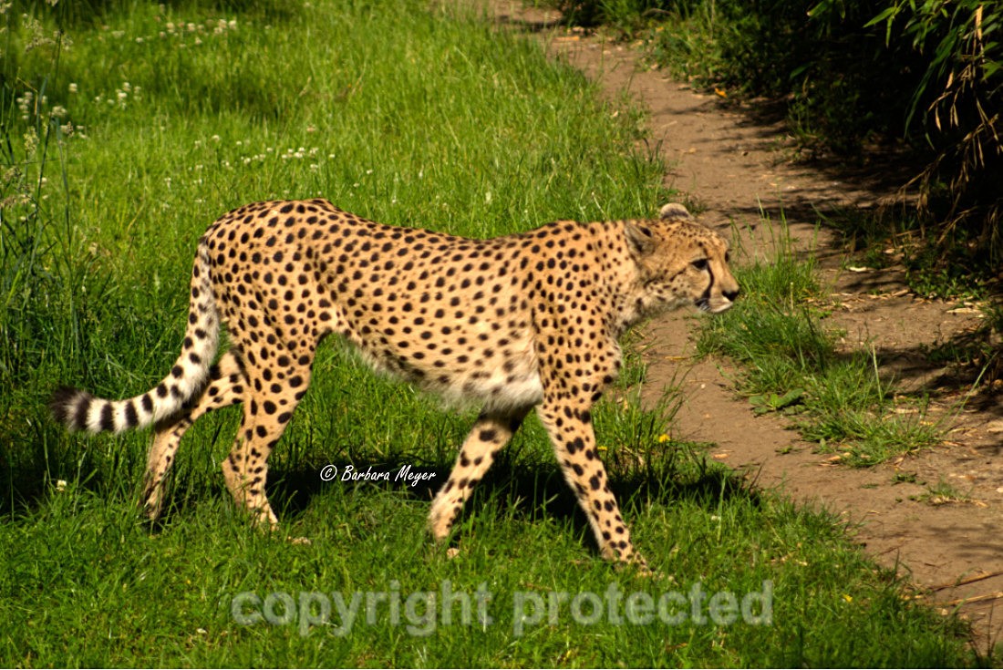 Cheetah - Azizi - Big Cats