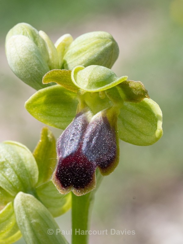 Dark Ophrys (Ophrys fusca subsp. funerea) - Wild Orchids - 1