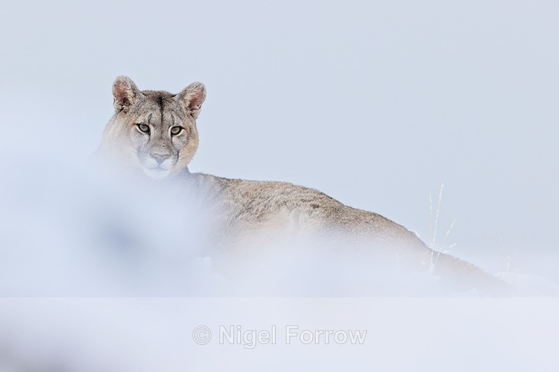 Puma in snow, cloud background, Torres del Paine, Chile - Puma
