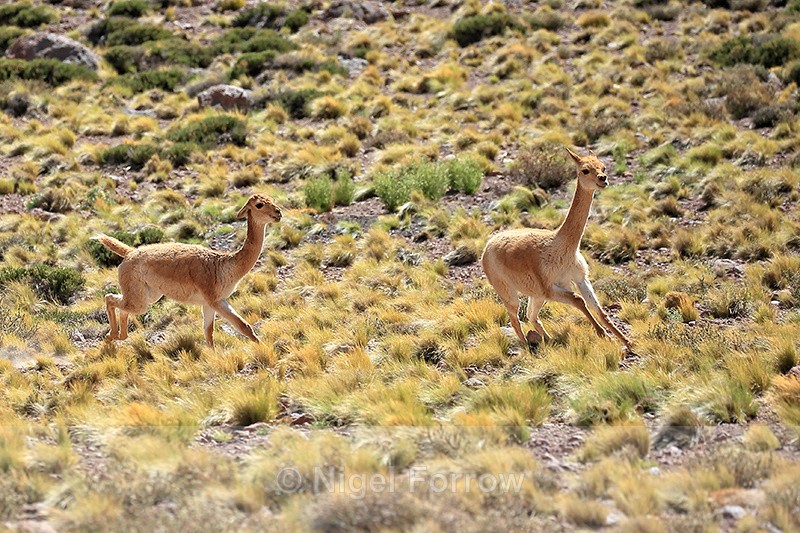 Vicunas running, near Salar de Talar, Atacama Desert, Chile - Vicuna