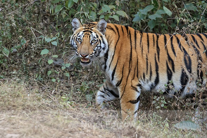 Tiger cub close at roadside, Bandhavgarh Reserve, India - Tiger