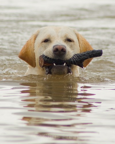 12 - Dogs