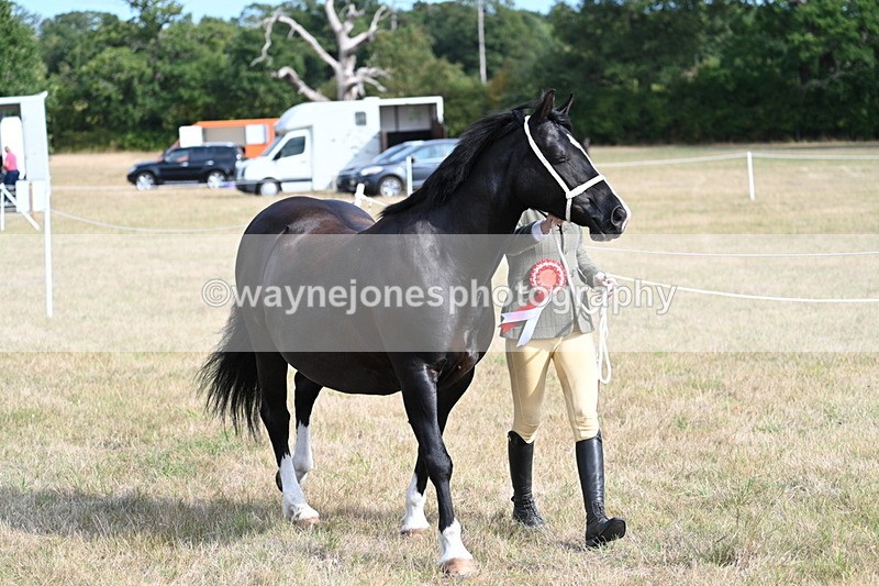 WJ7_8045 - In-hand Championship