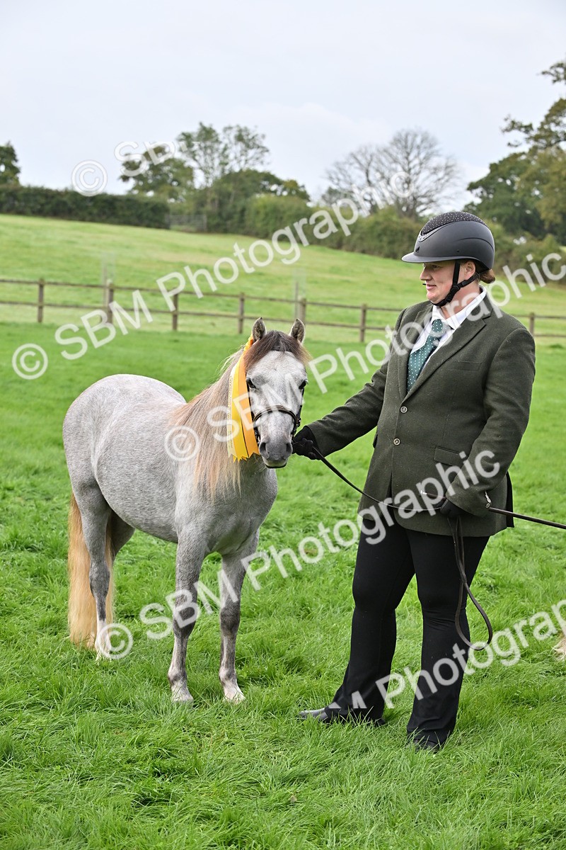 SBM_56983 - S45 - Coloured Pony In Hand