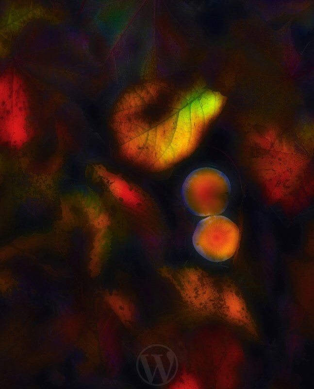 Autumn Leaf Fall 1 Abstract - Elemental